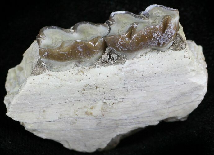 Oligocene Horse (Mesohippus) Jaw Section #25108